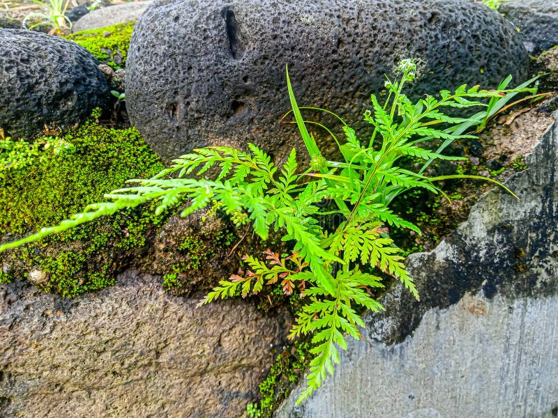 Green leaf wild plants growing on the rocks stock photos
