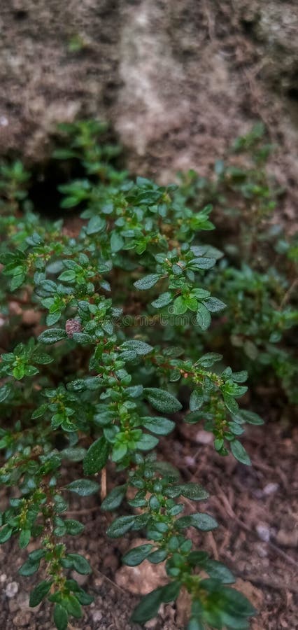 Green leaf wild plants in the yard stock photo