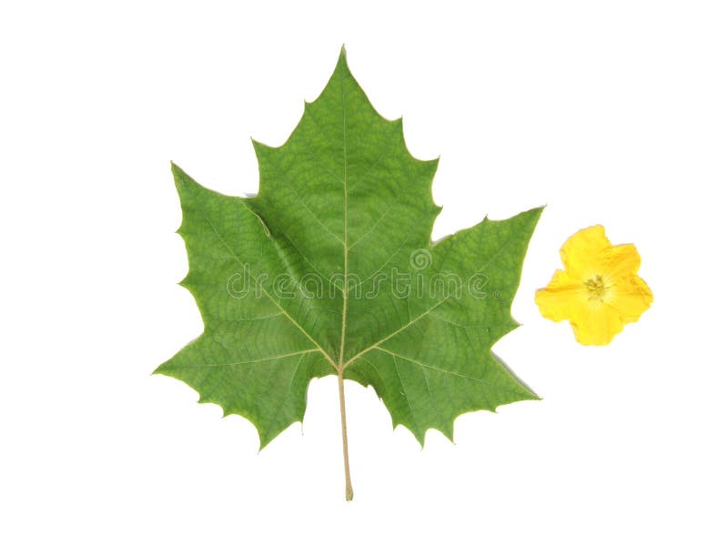 Green leaf and yellow flower