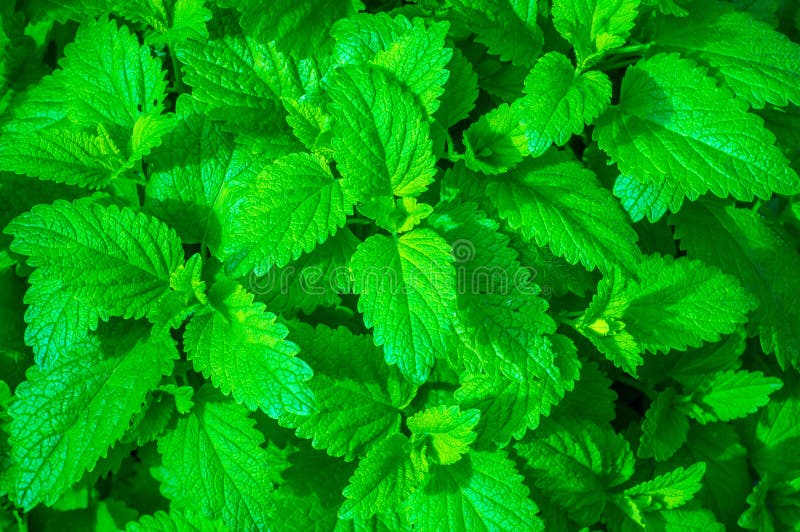 12,179 Young Mint Stock Photos Free & RoyaltyFree Stock Photos from