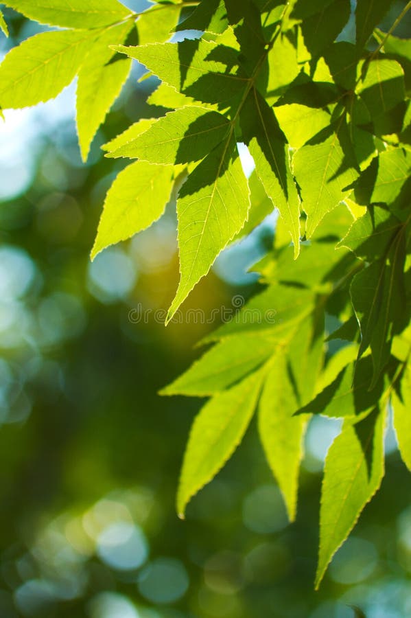 Green leafe of maple in sunny day.