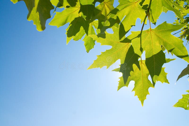 Green leafe of maple in sunny day.