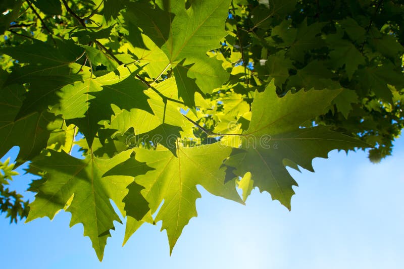 Green leafe of maple in sunny day.