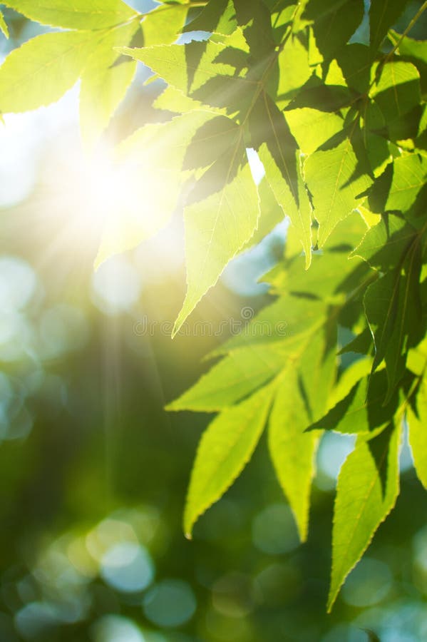 Green leafe of maple in sunny day.