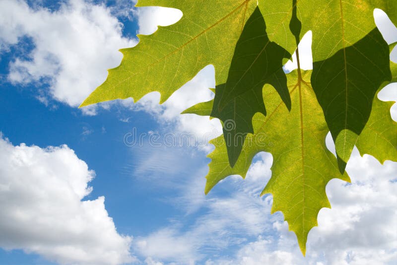 Green leafe of maple in sunny day.