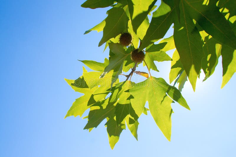 Green leafe of maple in sunny day.