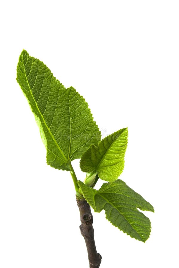 Green leafs isolated in a white background