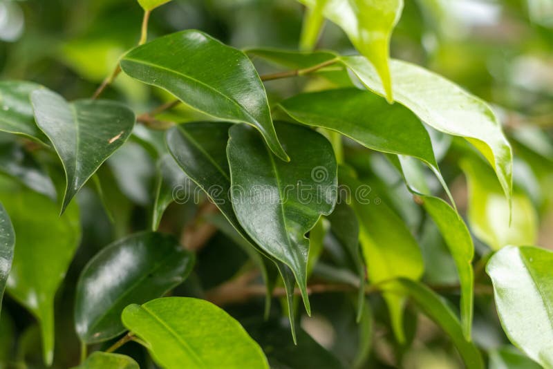 Green leafs of plant, selective focus close up view. Green leafs of plant close up, selective focus, abstract, art, background, banner, bio, care, clean, color, concept, decoration, decorative, design, ecology, element, emblem, environment, environmental, floral, flower, foliage, fresh, friendly, graphic, health, healthy, icon, illustration, isolated, life, logo, logotype, natural, nature, organic, ornament, set, shape, spring, summer, symbol, texture, tree, vector, web, white