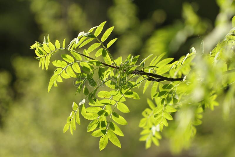 Verde foglie al sole.