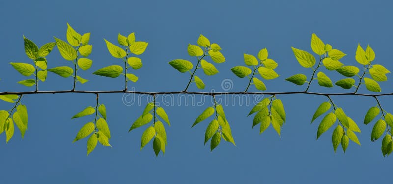 Green leafs under the blue sky