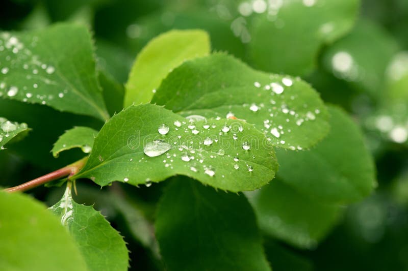 Green leafs with water drops