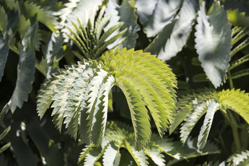 Green Leafy Background of Growing Plants with Jagged Edges Stock Photo