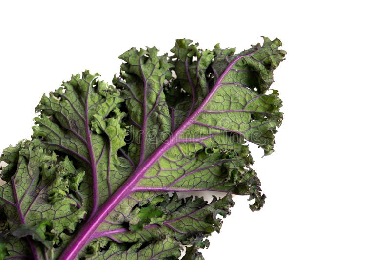 Green leafy kale stock image. Image of fresh, farming 170622637