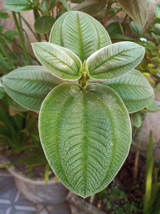 Green Leafy Plant in House Pot Stock Image Image of leafy, green