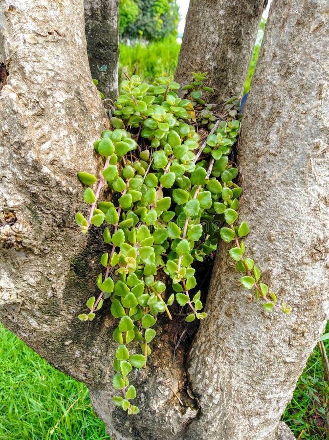 Green leafy plant stock photo. Image of harmony, healthy 14335490
