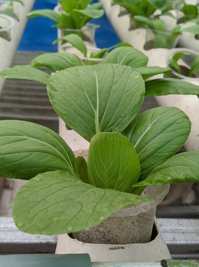 Green Leafy Vegetables in the Morning with Hydroponic System Planting