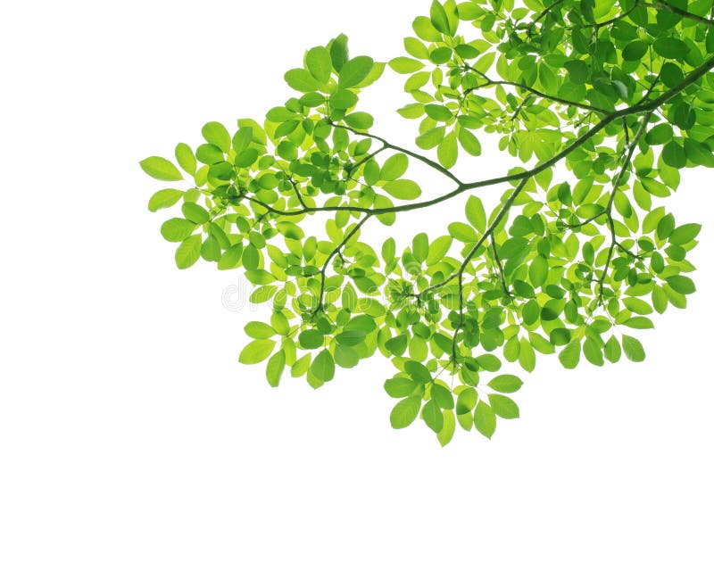 Green leave royalty free stock photo