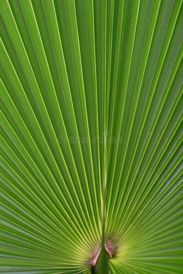 Green leave