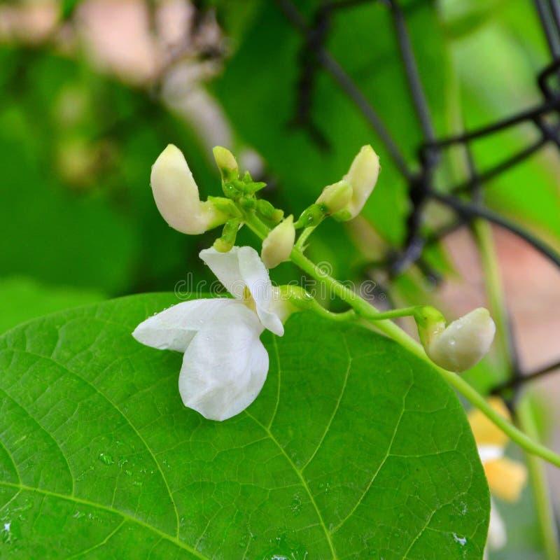 Nice Bean Flower And Water Drops In The Garden In Midsummer, In A Sunny Day. Green Landscape