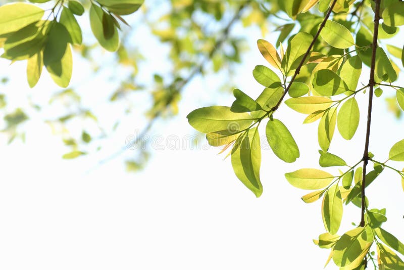 green leave isolate on white royalty free stock photography green leave isolate on white royalty free stock photography
