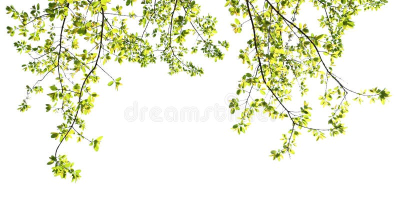 green leave isolate on white stock photography green leave isolate on white stock photography