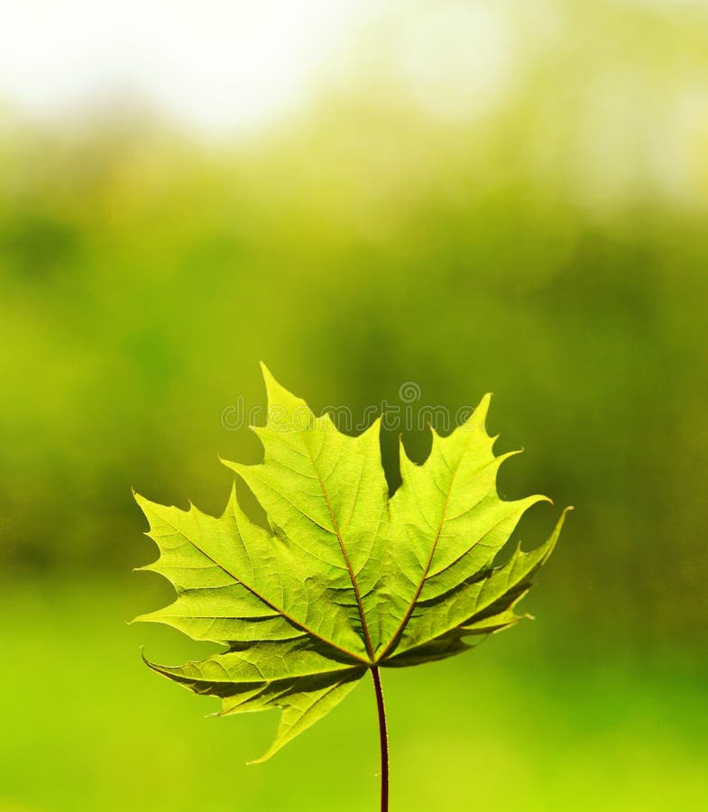 Green leave over abstract blurred background royalty free stock photo