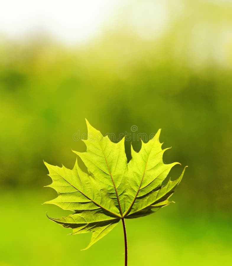 L'immagine di un verde lascia più astratto sfondo sfocato.