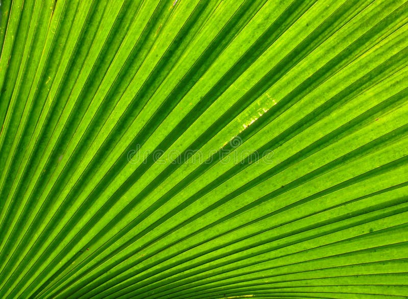 Green leave texture