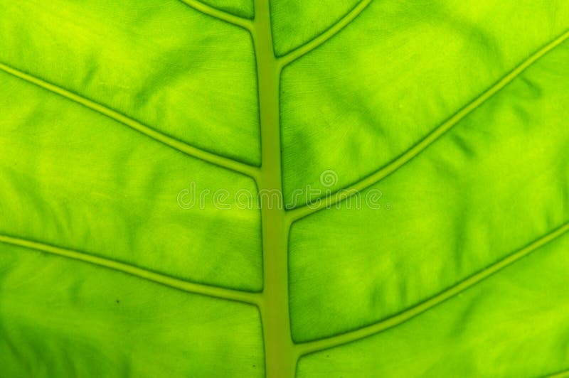 The green leave with venations