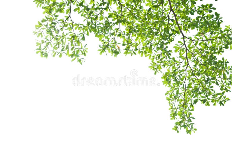 Green leave on white background