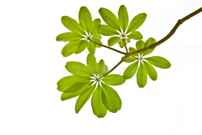 Green leave on white background stock photography