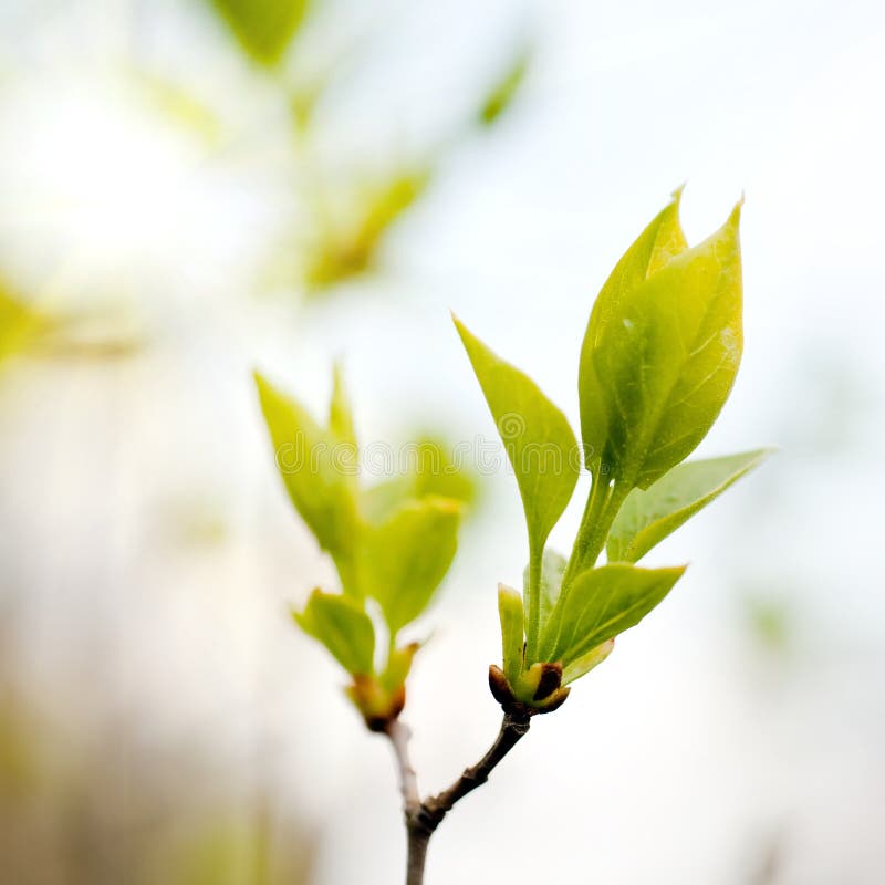 Green leaves