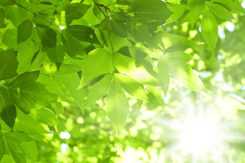 Green leaves