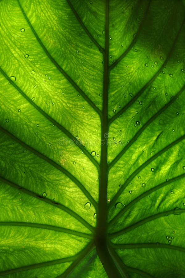 Green leaf stock image. Image of sharp, life, green, leaf 14438907