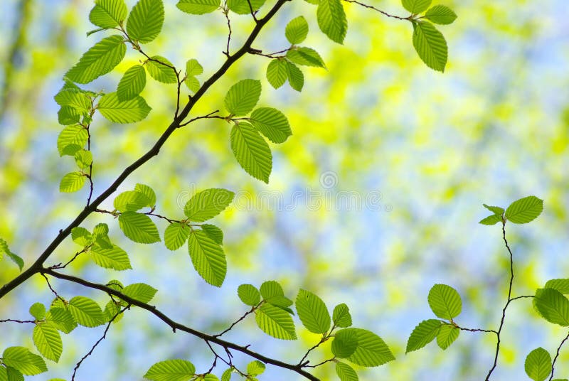 Green leaves