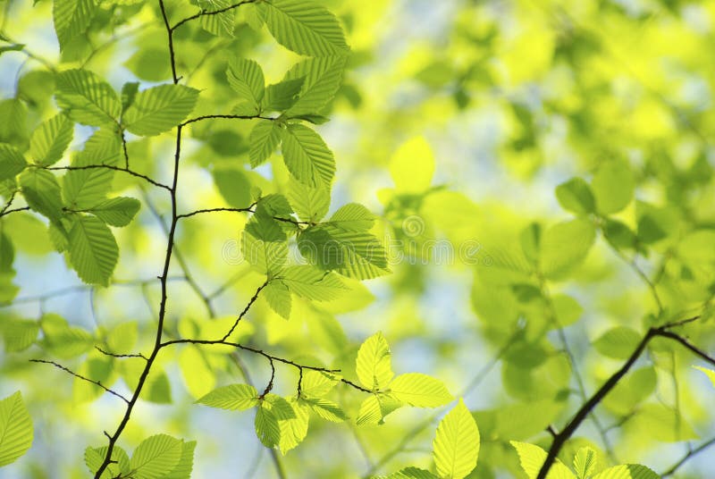 Green leaves