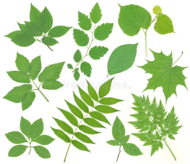 Collection of Green Leaves of Trees with Names Stock Photo Image of