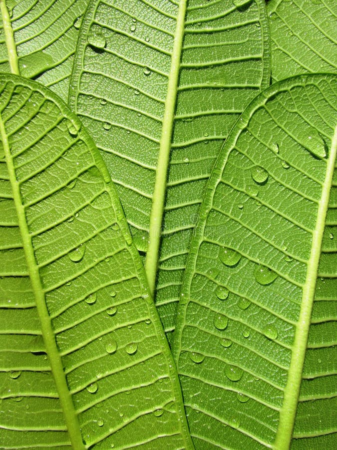 Green leaves