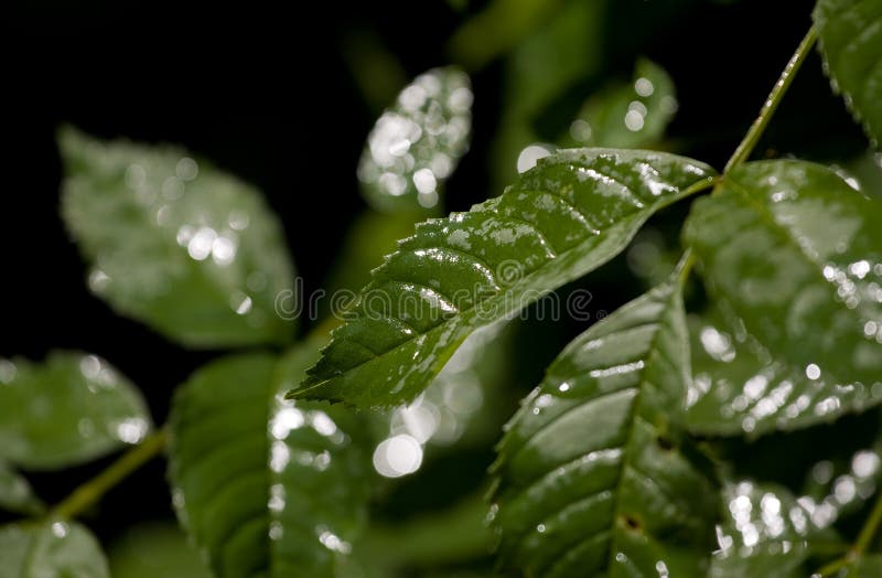Green leaves royalty free stock photo