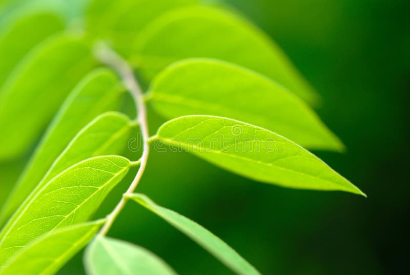 Green leaves