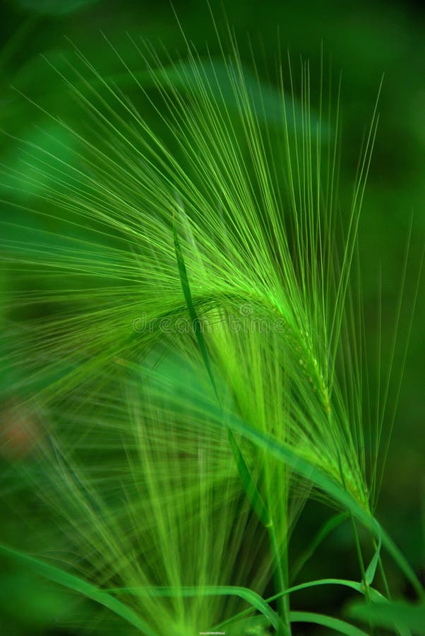 green Leaves