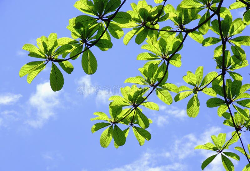 Green leaves