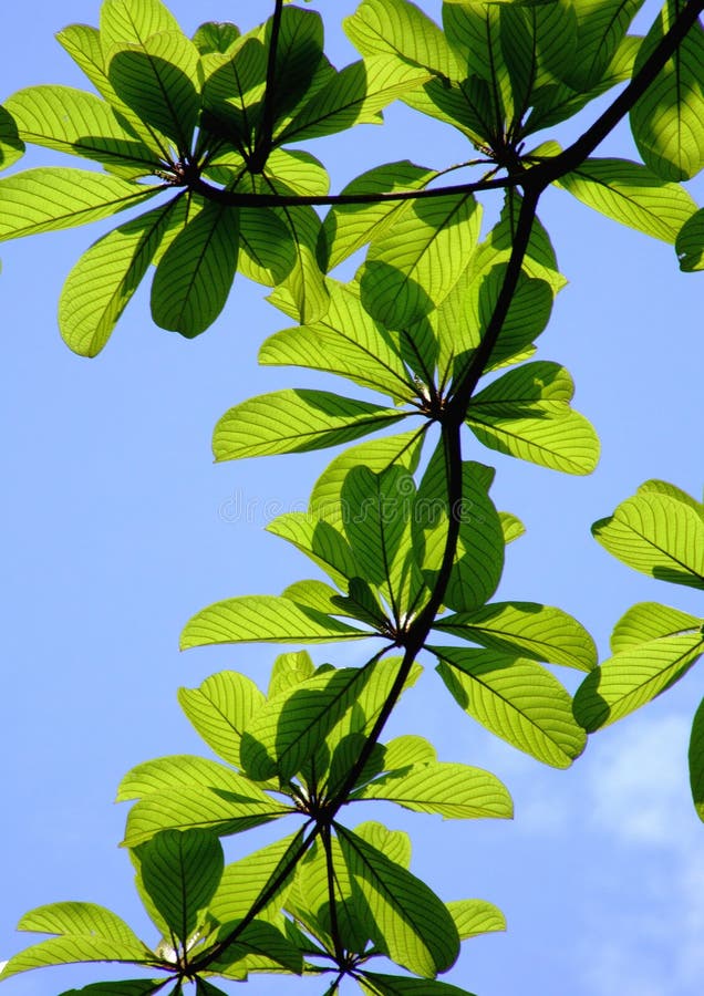 green leaves