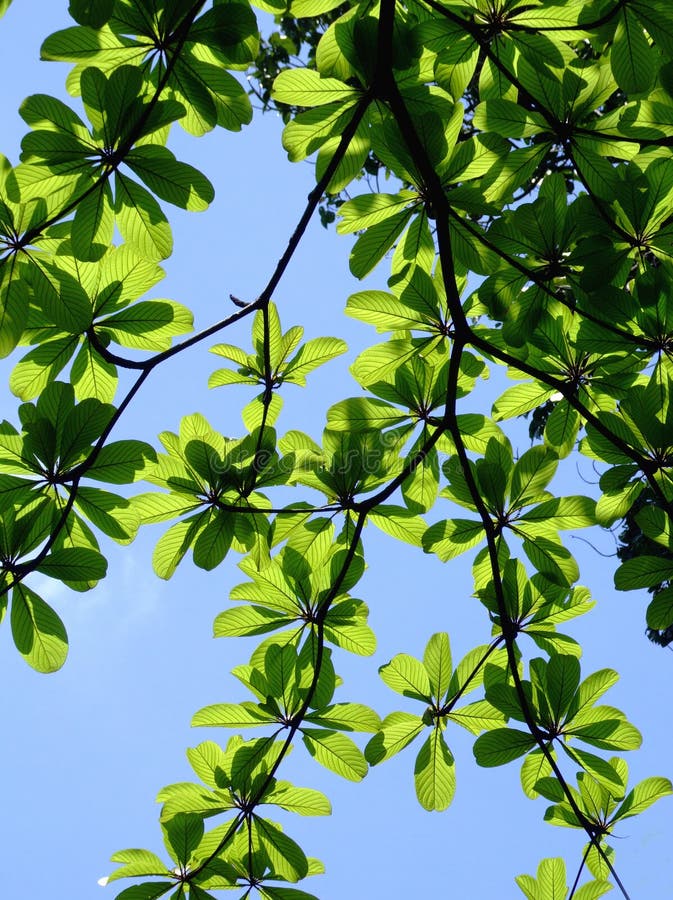 Green leaves