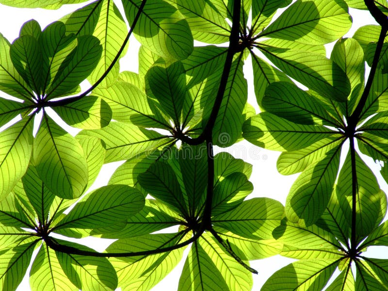 Green leaves