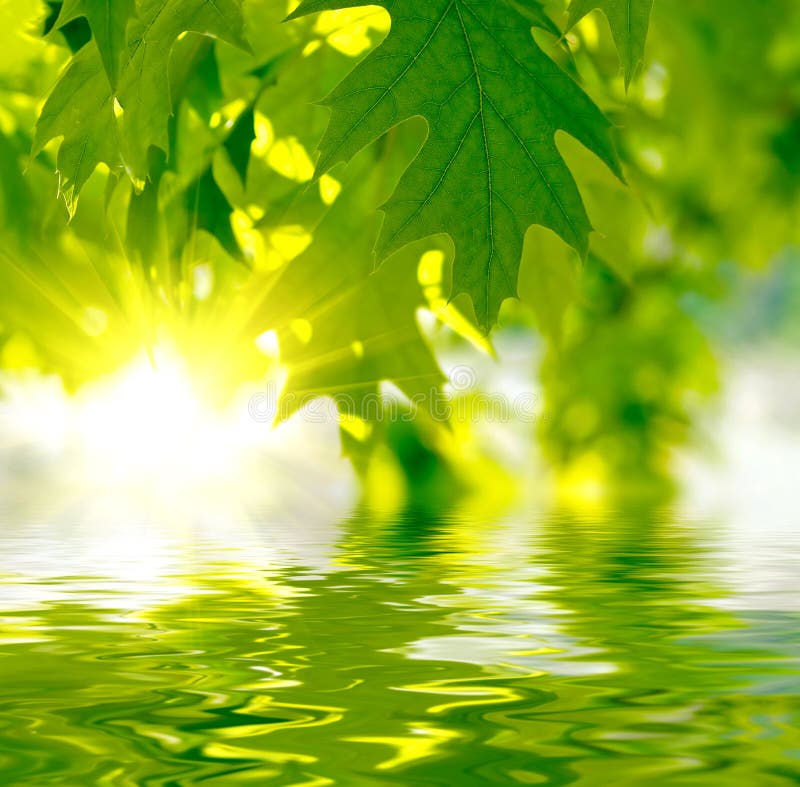 Green leaves stock photo. Image of macro, water, forest 7831836