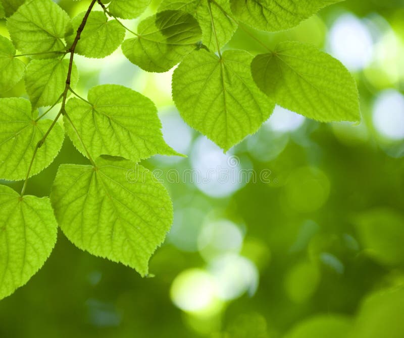 Green leaves. Background in sunny day royalty free stock photography