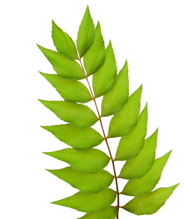 Green leaves stock image Green leaves stock image