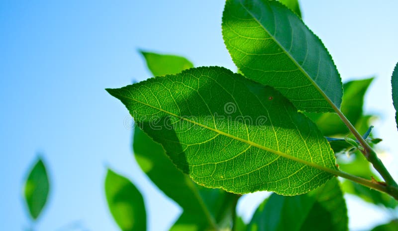 Green leaves