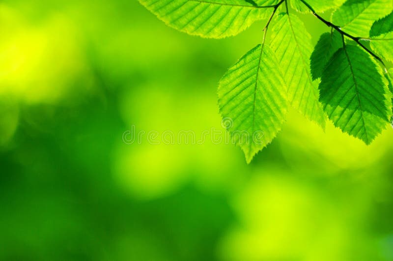 Green leaves